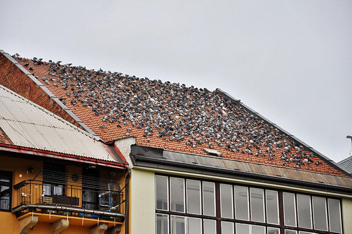 A2B Pest Control are able to install spikes to deter birds from roofs in Harrow On The Hill. 