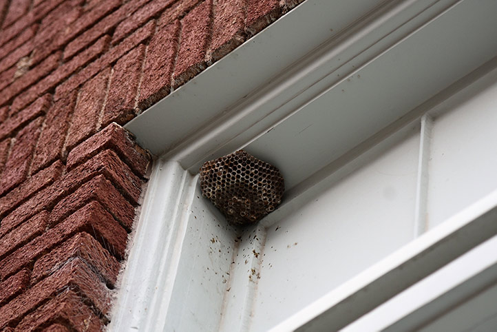 We provide a wasp nest removal service for domestic and commercial properties in Harrow On The Hill.
